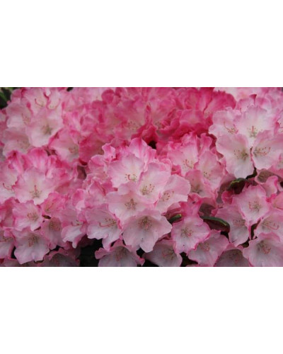 Рододендрон Фантастика | Rhododendron Fantastica