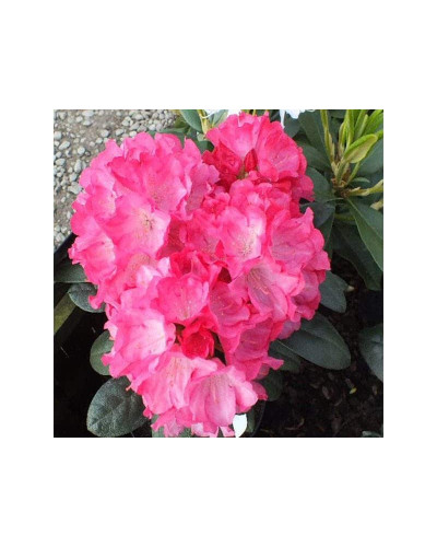Рододендрон Фантастика | Rhododendron Fantastica
