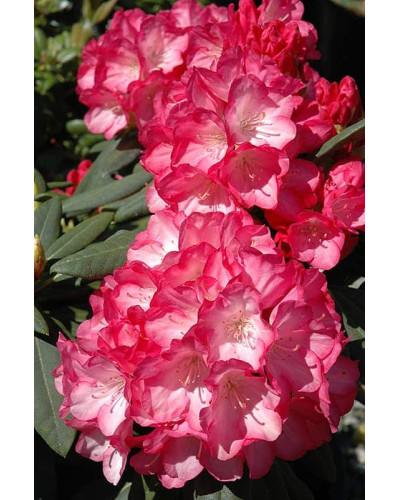 Рододендрон Фантастика | Rhododendron Fantastica
