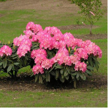 Рододендрон Фантастика | Rhododendron Fantastica