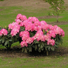 Рододендрон Фантастика | Rhododendron Fantastica