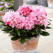 Рододендрон Фантастика | Rhododendron Fantastica