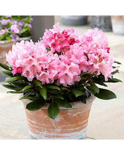 Рододендрон Фантастика | Rhododendron Fantastica