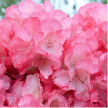 Рододендрон Фантастика | Rhododendron Fantastica