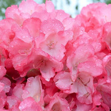 Рододендрон Фантастика | Rhododendron Fantastica