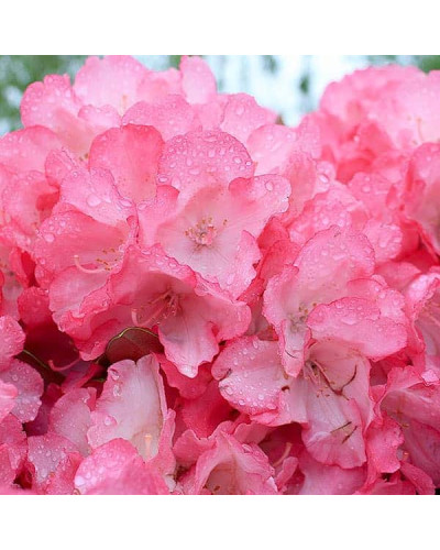 Рододендрон Фантастика | Rhododendron Fantastica