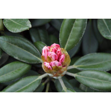 Рододендрон Фантастика | Rhododendron Fantastica