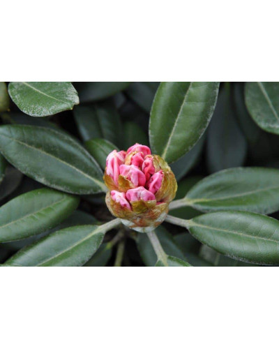 Рододендрон Фантастика | Rhododendron Fantastica