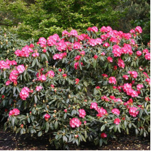 Рододендрон Фантастика | Rhododendron Fantastica