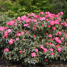 Рододендрон Фантастика | Rhododendron Fantastica