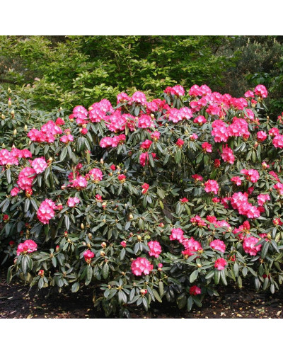 Рододендрон Фантастика | Rhododendron Fantastica