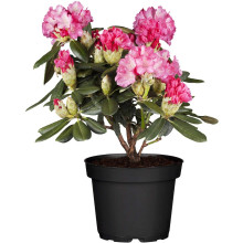 Рододендрон Фантастика | Rhododendron Fantastica