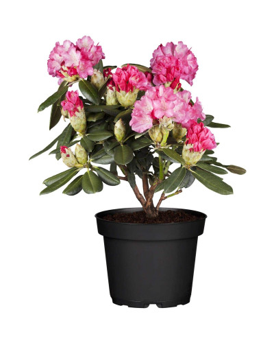 Рододендрон Фантастика | Rhododendron Fantastica