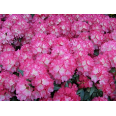 Рододендрон Фантастика | Rhododendron Fantastica