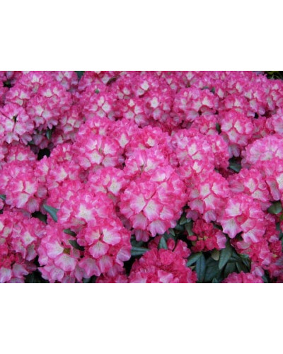Рододендрон Фантастика | Rhododendron Fantastica