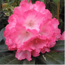 Рододендрон Фантастика | Rhododendron Fantastica