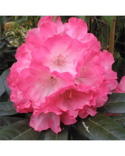 Рододендрон Фантастика | Rhododendron Fantastica