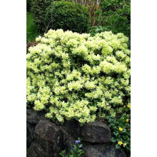 Рододендрон Шемрок | Rhododendron Shamrock