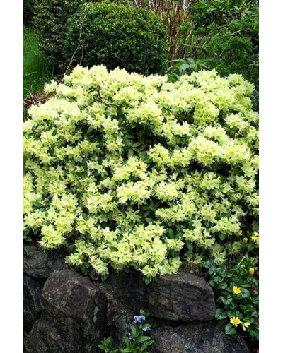 Рододендрон Шемрок | Rhododendron Shamrock