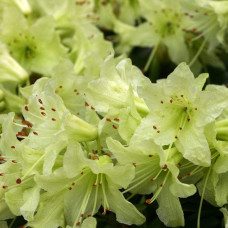 Рододендрон Шемрок | Rhododendron Shamrock