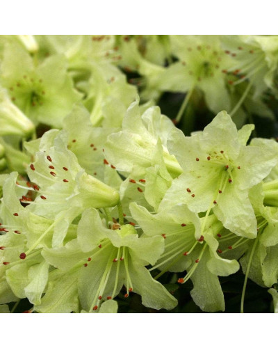 Рододендрон Шемрок | Rhododendron Shamrock