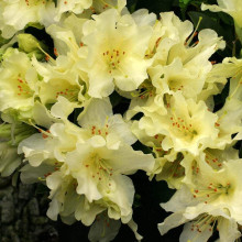 Рододендрон Шемрок | Rhododendron Shamrock