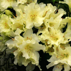 Рододендрон Шемрок | Rhododendron Shamrock