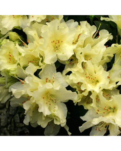 Рододендрон Шемрок | Rhododendron Shamrock