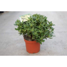 Рододендрон Шемрок | Rhododendron Shamrock
