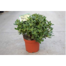 Рододендрон Шемрок | Rhododendron Shamrock