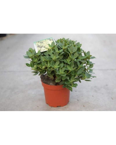 Рододендрон Шемрок | Rhododendron Shamrock