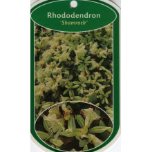 Рододендрон Шемрок | Rhododendron Shamrock