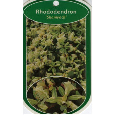 Рододендрон Шемрок | Rhododendron Shamrock