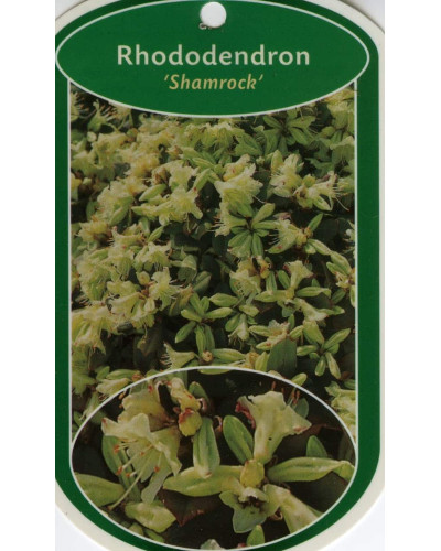 Рододендрон Шемрок | Rhododendron Shamrock