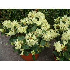 Рододендрон Шемрок | Rhododendron Shamrock