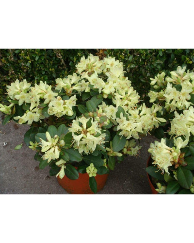 Рододендрон Шемрок | Rhododendron Shamrock