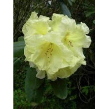 Рододендрон Шемрок | Rhododendron Shamrock