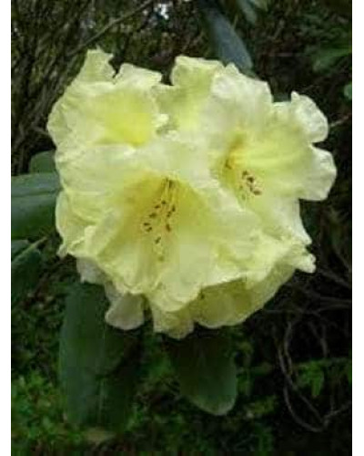Рододендрон Шемрок | Rhododendron Shamrock
