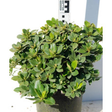Рододендрон Шемрок | Rhododendron Shamrock