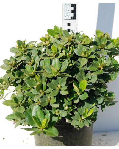 Рододендрон Шемрок | Rhododendron Shamrock