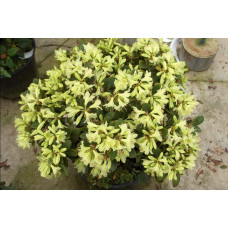 Рододендрон Шемрок | Rhododendron Shamrock