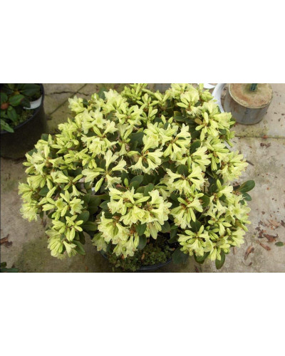 Рододендрон Шемрок | Rhododendron Shamrock