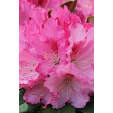 Рододендрон якушиманський Ексельсіор | Rhododendron yakushimanum Excelsior | Рододендрон якушиманский Эксельсиор
