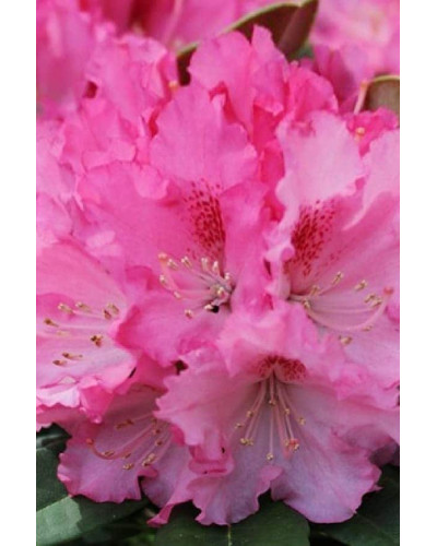 Рододендрон якушиманський Ексельсіор | Rhododendron yakushimanum Excelsior | Рододендрон якушиманский Эксельсиор
