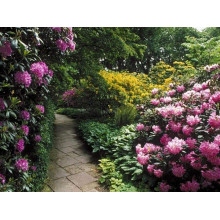 Рододендрон якушиманський Ексельсіор | Rhododendron yakushimanum Excelsior | Рододендрон якушиманский Эксельсиор