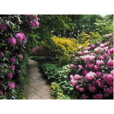 Рододендрон якушиманський Ексельсіор | Rhododendron yakushimanum Excelsior | Рододендрон якушиманский Эксельсиор