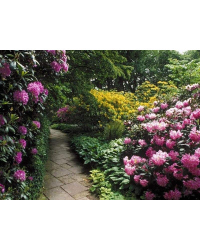 Рододендрон якушиманський Ексельсіор | Rhododendron yakushimanum Excelsior | Рододендрон якушиманский Эксельсиор