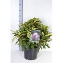 Рододендрон якушиманський Ексельсіор | Rhododendron yakushimanum Excelsior | Рододендрон якушиманский Эксельсиор