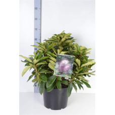 Рододендрон якушиманський Ексельсіор | Rhododendron yakushimanum Excelsior | Рододендрон якушиманский Эксельсиор
