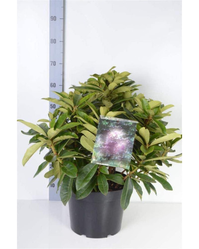 Рододендрон якушиманський Ексельсіор | Rhododendron yakushimanum Excelsior | Рододендрон якушиманский Эксельсиор